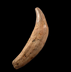 Allodesmus canine tooth for sale | Buried Treasure Fossils