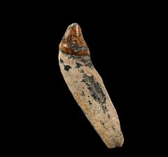Allodesmus molar tooth for sale | Buried Treasure Fossils