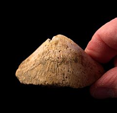 Sharktooth Hill Mola fish jaw | Buried Treasure Fossils