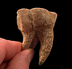Rare Sharktooth Desmostylus tooth for sale | Buried Treasure Fossils