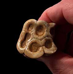 A juvenile Desmostylus tooth | Buried Treasure Fossils