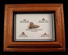 Shark Tooth Collection Frame for sale | Buried treasure Fossils