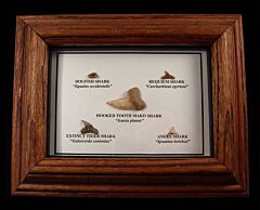 Sharktooth Hill Collection Frame for sale | Buried treasure Foss