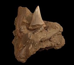 Extra Large Bakersfield Mako tooth for sale | Buried Treasure Fossils