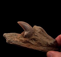 Best Isurus planus tooth for sale | Buried Treasure Fossils