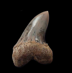 White Isurus planus tooth for sale | Buried Treasure Fossils