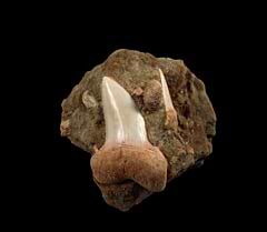 Best Isurus planus tooth for sale | Buried Treasure Fossils