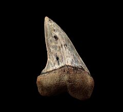 Quality Isurus planus tooth for sale | Buried Treasure Fossils