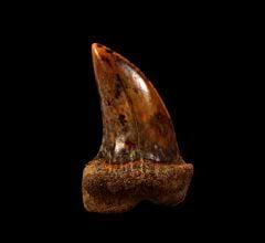 White Sharktooth Hill Isurus planus tooth for sale | Buried Treasure Fossils