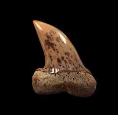 Real Fire Zone Mako tooth for sale | Buried Treasure Fossils