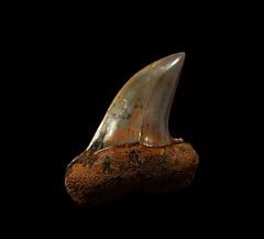 Red Sharktooth Hill Isurus planus tooth for sale | Buried Treasure Fossils