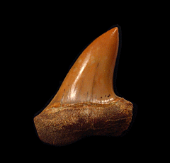 Red Isurus planus tooth for sale | Buried Treasure Fossils