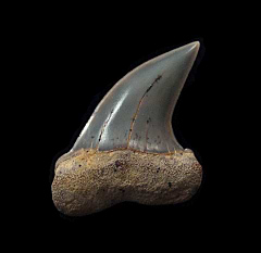 Cheap Sharktooth Hill Planus Mako for sale | Buried Treasure Fossils