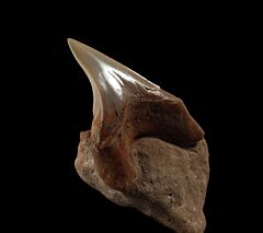 Bakersfield Parotodus benedeni tooth for sale | Buried Treasure Fossils