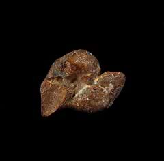 Quality Bakersfield Dolphin ear bone  for sale | Buried Treasure Fossils