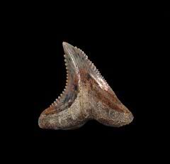 Sharktooth Hill Hemipristis tooth for sale | Buried Treasure Fossils