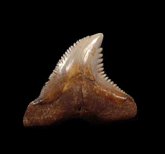 Sharktooth Hill Hemipristis serra tooth for sale | Buried Treasure Fossils