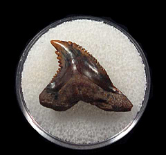 Bakersfield Hemipristis serra tooth for sale | Buried Treasure Fossils