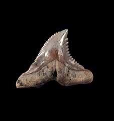 Large Sharktooth Hill Hemipristis tooth for sale | Buried Treasure Fossils