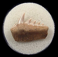 Sharktooth Hill Hexanchus tooth for sale |Buried Treasure Fossils