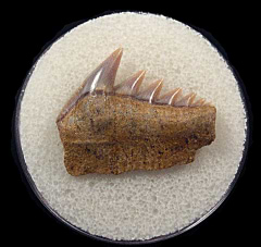 Bakersfield Hexanchus andersoni tooth for sale |Buried Treasure Fossils