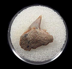 Sharktooth Hill Cow shark tooth |Buried Treasure Fossils