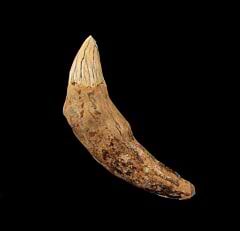 Prosqualodon errabundus tooth for sale | Buried Treasure Fossils