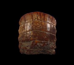 Sharktooth Hill Myliobatus teeth for sale | Buried Treasure Fossils