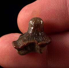 Large Ptychodus whipplei tooth for sale | Buried Treasure Fossils