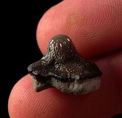 Ptychodus whipplei tooth for sale | Buried Treasure Fossils