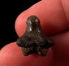 Texas Ptychodus whipplei tooth for sale | Buried Treasure Fossils