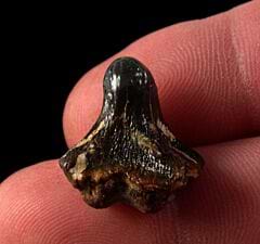 Ptychodus whipplei tooth | Buried Treasure Fossils