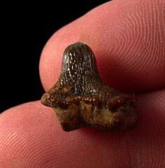 Eagle Ford Ptychodus whipplei tooth for sale | Buried Treasure Fossils