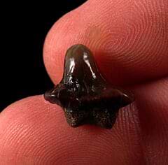 Kamp Ranch Ptychodus whipplei tooth for sale | Buried Treasure Fossils