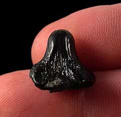 Cretaceous Ptychodus whipplei tooth for sale | Buried Treasure Fossils