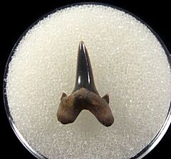 Paw Paw Cretolamna appendiculata tooth for sale | Buried Treasure Fossils