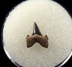 Tarrant Cretolamna appendiculata tooth for sale | Buried Treasure Fossils