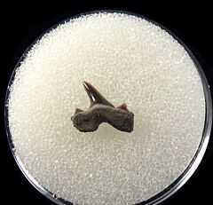 Rare Cretolamna appendiculata tooth for sale | Buried Treasure Fossils