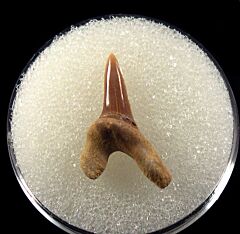 Tarrant Cretoxyrhina mantelli tooth for sale | Buried Treasure Fossils