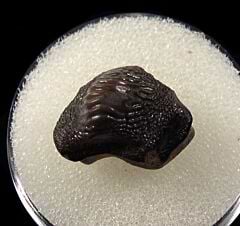 Cretaceous Ptychodus anonymus tooth for sale | Buried Treasure Fossils