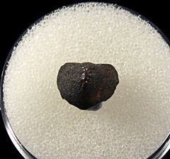 Rare Ptychodus anonymus tooth for sale | Buried Treasure Fossils