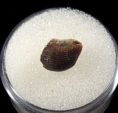 Texas Ptychodus decurrens tooth for sale | Buried Treasure Fossils
