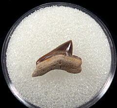 Real Squalicorax falcatus tooth for sale | Buried Treasure Fossils