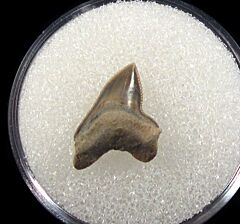 Real Squalicorax falcatus tooth for sale | Buried Treasure Fossils