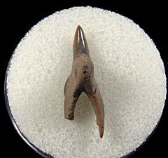 Paraisurus compressus tooth for sale | Buried Treasure Fossils