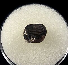 Eagle Ford Ptychodus polygyrus tooth for sale | Buried Treasure Fossils