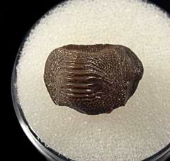 Ptychodus mammillaris tooth | Buried Treasure Fossils