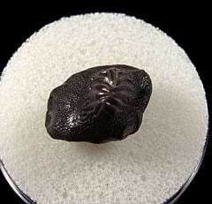 Texas Ptychodus species tooth for sale | Buried Treasure Fossils