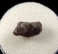 Ptychodus species tooth | Buried Treasure Fossils