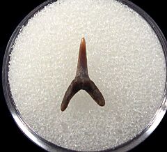 Scapanorhynchus texanus tooth for sale | Buried Treasure Fossils